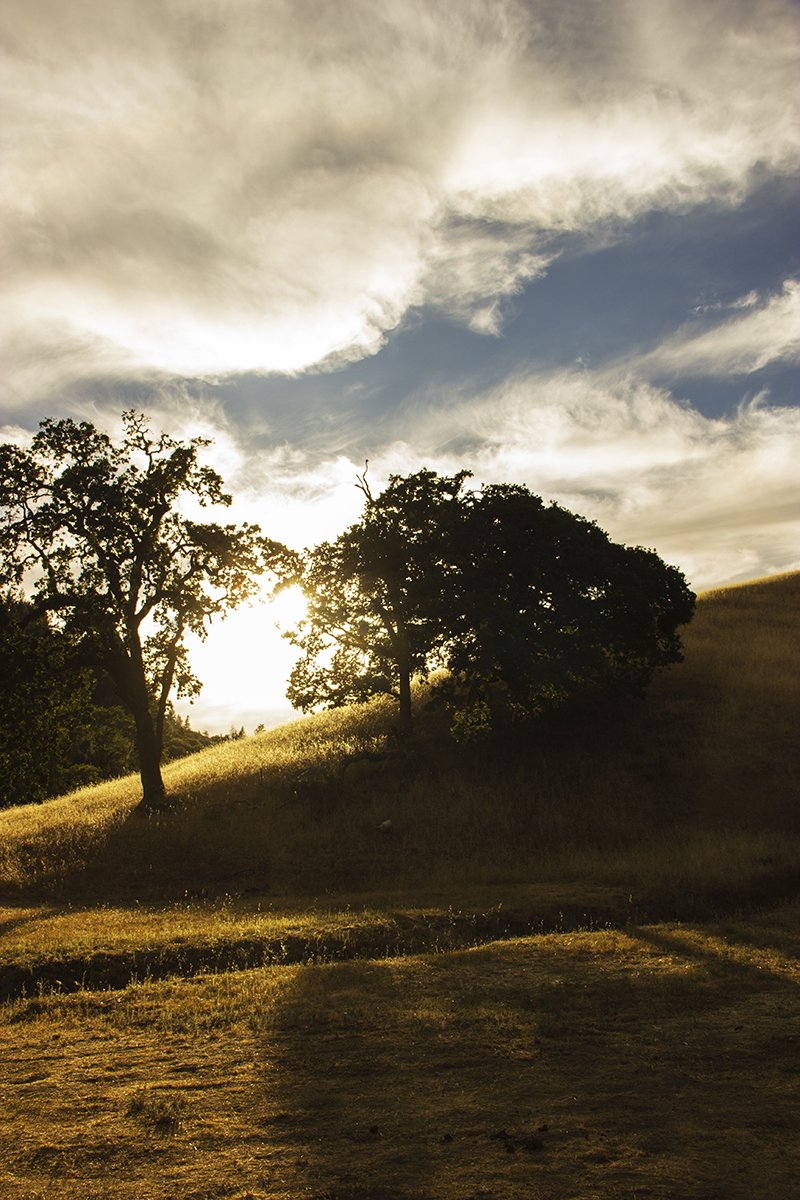 Oak Tree at Cooley Ranch